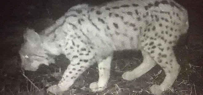 Ordu’da vaşak fotokapana yakalandı