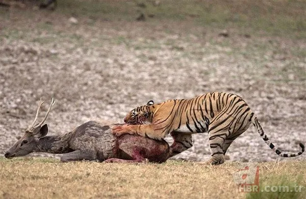 Vahşi doğadan inanılmaz görüntüler 4