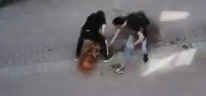 İstanbul’da pitbull dehşeti! Kediyi parçalayarak öldürdü