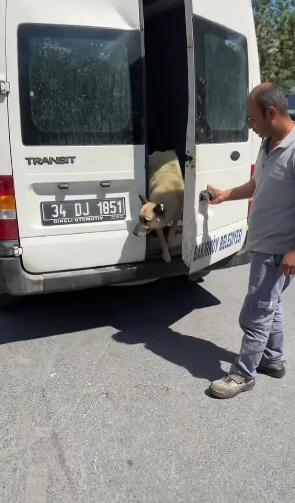 CHP’li Bakırköy Belediyesi’nden skandal! Isırma vakası sonrası toplanan köpekleri sokağa saldılar | Tepkiler çığ gibi: Çocukların canı artık daha çok tehlikede