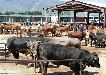 Kurbanlık seçerken bunlara dikkat edin