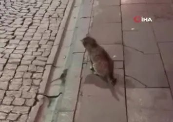 Gümüşhane’de kedi fare ile böyle oynadı