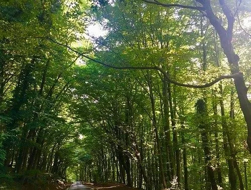 İstanbul Valiliği duyurdu! 24 Haziran -15 Ekim 2023 tarihleri arasında ormanlık alanlara girişler yasaklandı