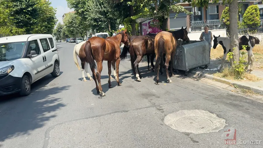 İstanbul'da şimdi de sahipsiz 'sokak atları' sorunu! Sürü halinde dolaşıp çöpleri karıştırıyorlar, trafiği birbirine katıyorlar 2