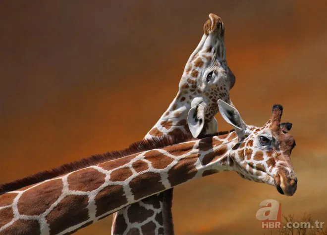 Erzurum'da görenleri şaşırtan anlar! Hemen telefona sarıldılar 16