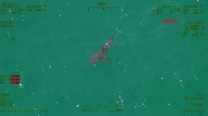 Son dakika: Sahilde köpek balığı paniği! Tatilcilere kritik uyarı