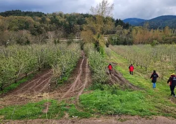 Çanakkale'de zirai don alarmı: Hasar tespit çalışmaları aralıksız sürüyor