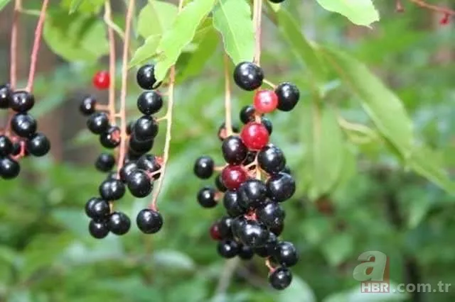 Dünyanın en ölümcül bitkileri 10