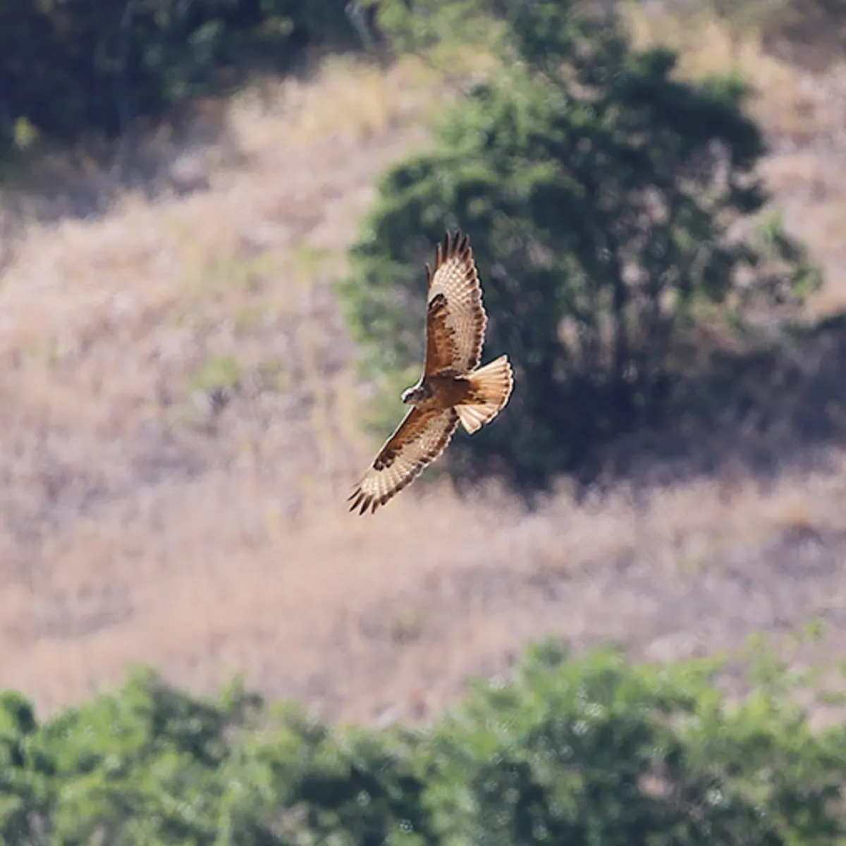 Iğdır’da kızıl şahin böyle görüntülendi