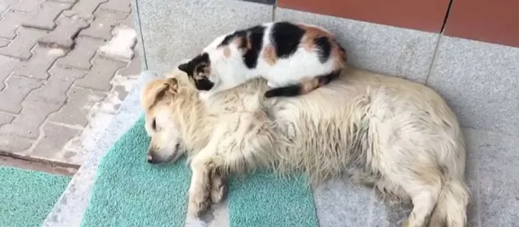 Görenler şaştı kaldı! Kedi ile köpeğin kıskandıran dostluğu! Böyle masaj yaptı