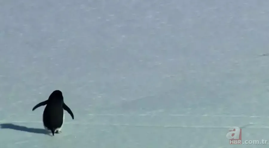 Tek başına yürüyen penguen olayı nedir, hangi belgeselde yayınlandı? Nihilizm ne demek? 6