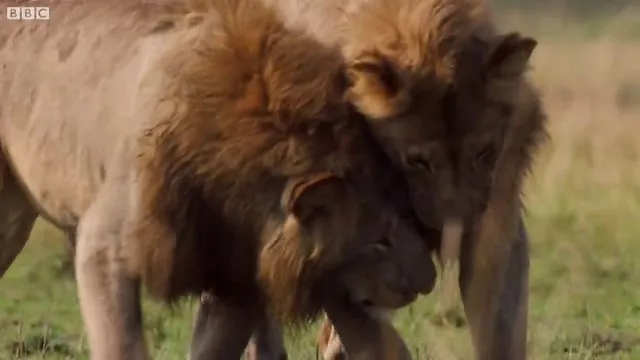 Sırtlanların arasında tek başına kalan aslanın mucize kurtuluşu! Son anda öyle şeyler oldu ki...