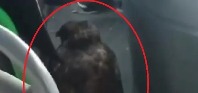 Otobüse binenler şoke oldu! Şoförün yanındakine kimse inanamadı