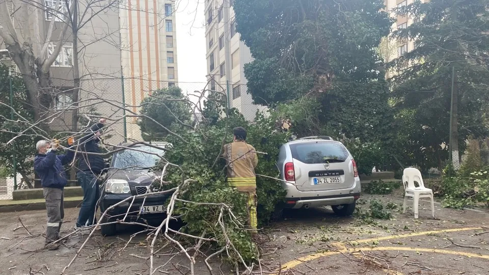 İstanbul Kadıköy'de görenleri şoke eden olay! Dev ağaç otomobillerin üzerine devrildi