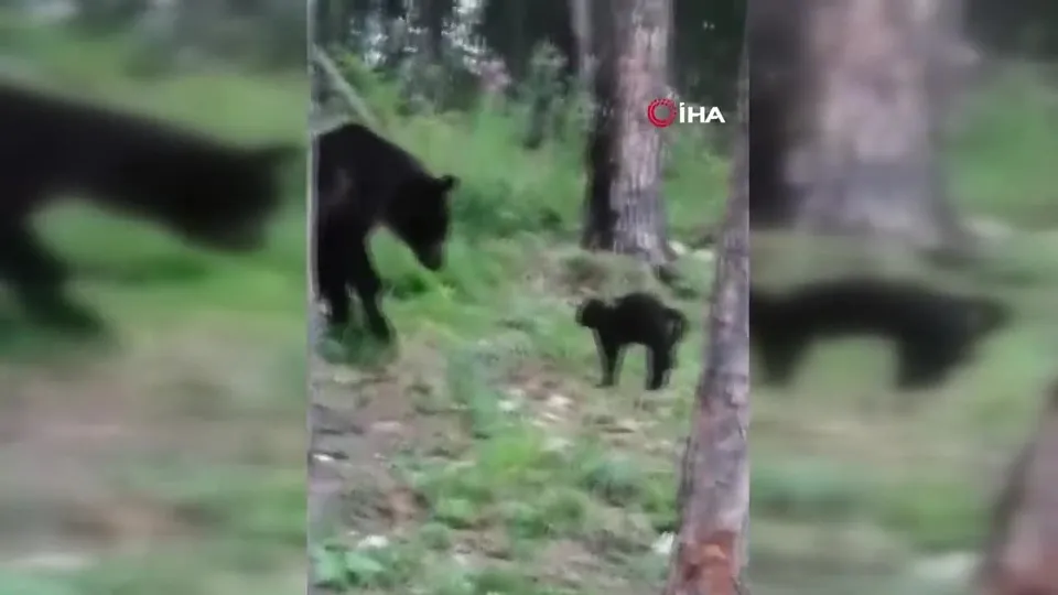 Kedi ayıya karşı aslan kesildi! Piknik yapan aileyi bakın nasıl savundu