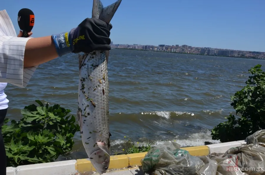 İstanbul'da büyük skandal ve acı veren görüntüler! Küçükçekmece'deki balık ölümlerinin nedeni ne? 16