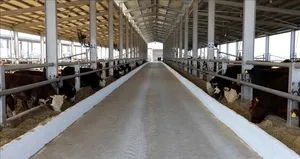 İstanbul’da şap alarmı