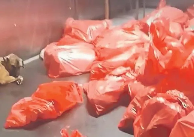 Köpek katliamına vatandaşlardan sert tepki!