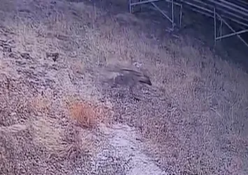 Nesli tükenmekte olan çizgili sırtlan güvenlik kamerasına yansıdı