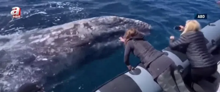 Dev balinalarla burun buruna geldiler! Bottaki turistler neye uğradığını şaşırdı