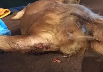 Ankara'da köpeğe tecavüz edip ölümüne neden olduğu iddia edilen Volkan Uzun hakkında flaş karar