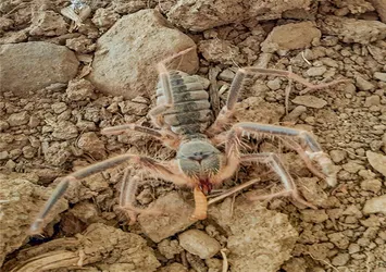 Hakkari'de yeni böğü böceği türü keşfedildi