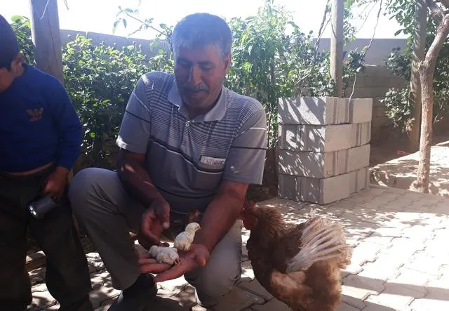 Farkı dikkatli bakınca anlayacaksınız! Bu civcivin 4 ayağı var - 1