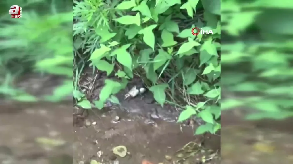 Artvin'de yılanın balık avı kamerada