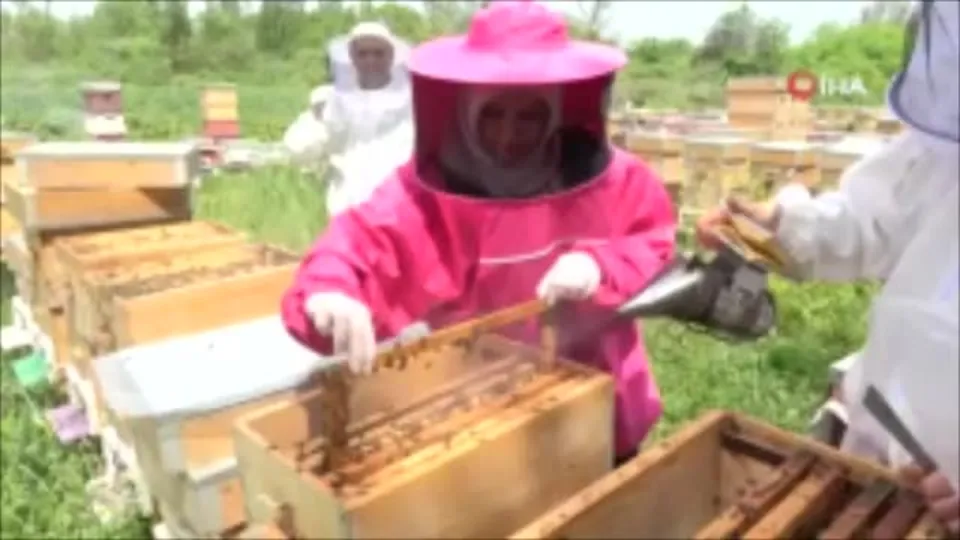 Arı sütü çılgınlığı! Kilosu 8.000 TL