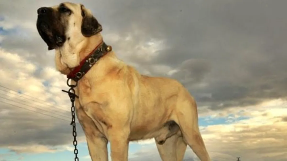 Aksaray Malaklısı nasıl yetiştiriliyor?