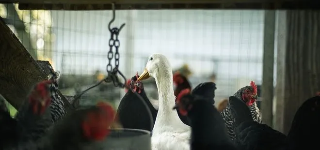 İngiltere’de kırmızı alarm! Kuş gribi baş gösterdi! Salgında istenmeyen gelişmeyi bilim insanları duyurdu