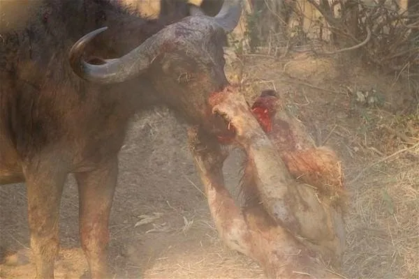 Aslanla burun buruna! Dünya onu konuşuyor; ölümün kıyısından döndü!
