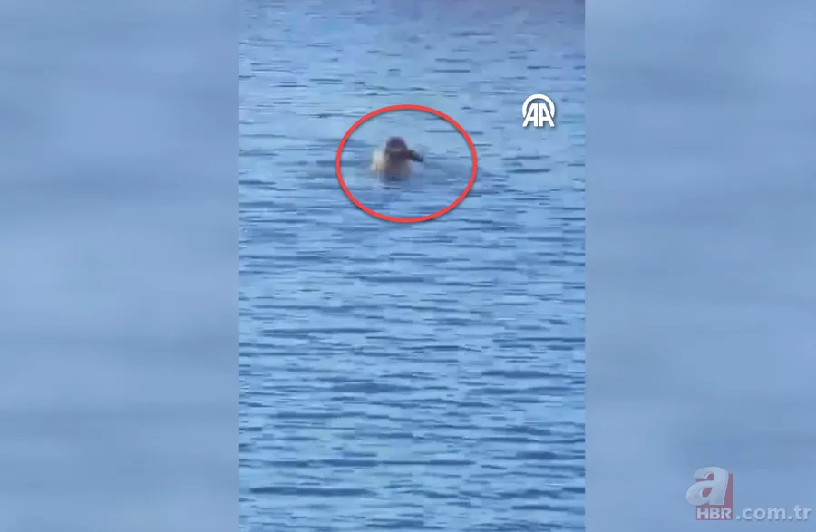 Belgeselleri aratmayan görüntüler Bodrum'dan! Akdeniz foku böyle balık avladı 3