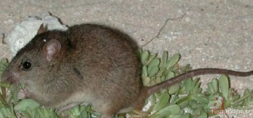 Kedinin ağzından kurtardı! Nesli tükenen hayvan o ilimizde görüldü 5