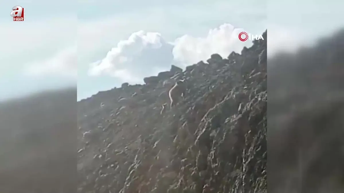 Yüksekova’da kış uykusundan uyanan ayı ailesi görüntülendi