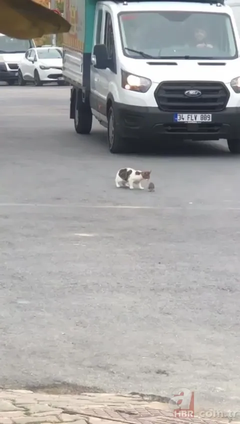 Çizgi film Tom ve Jerry’i akıllara getirdi! Kartal’da sürücüleri şoke eden olay… Neye uğradığını şaşırdı 2