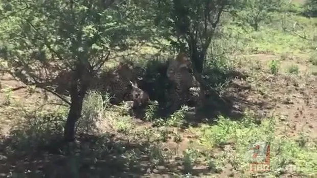 Zürafa aslanlara yem olmaktan kurtulamadı! Vahşi doğanın acımasız yüzü 20