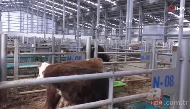 35 yılın ardından ilk kez görüldü! Yayılırsa "felaket" olacak | 2 ülke harekete geçti yasak geldi 2