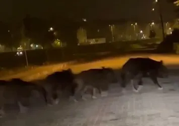 Aç kalan domuz sürüsü ilçe merkezine indi