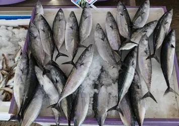 Palamutları bu sosla marine edin! Lezzetini ikiye katlıyor...