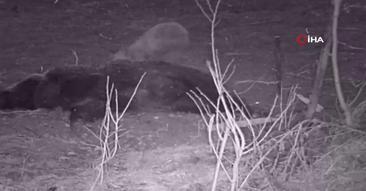 Tilkinin yemeği oldu! Karnını böyle doyurdu