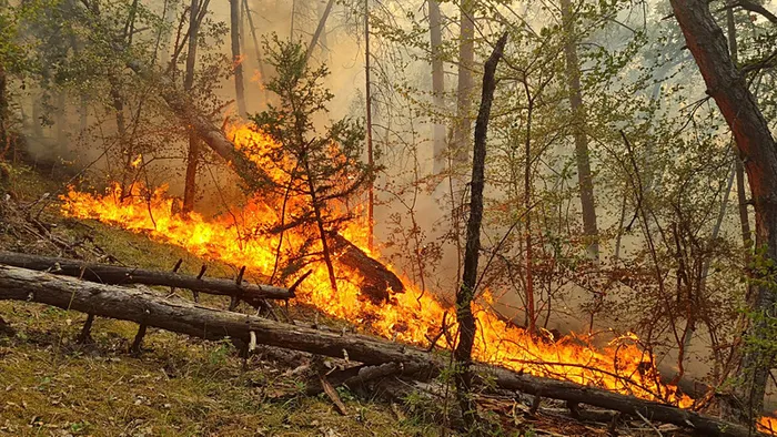 bakan-yerlikaya-duyurdu-orman-yanginlariyla-ilgili-4-supheli-tutuklandi-1753248046201.jpeg Orman yangınından görüntü