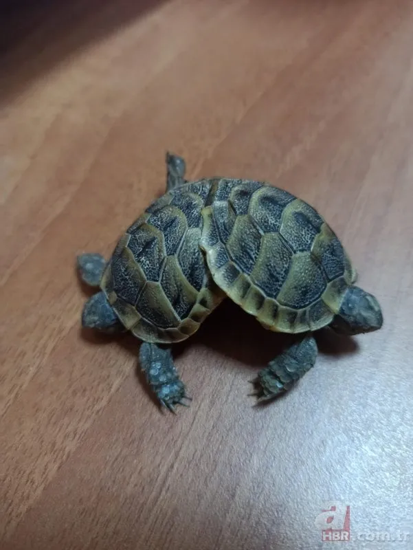 Pamukkale’de bulundu! Siyam ikizi kaplumbağa şaşkınlık yarattı