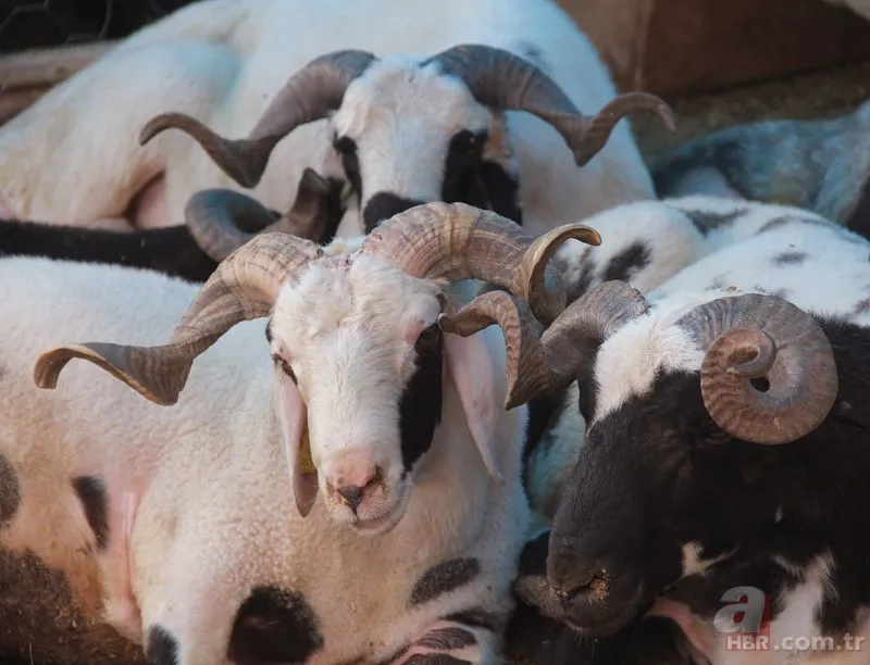 Kurban Bayramı ne zaman? Kurban Bayramı tatili kaç gün? 12