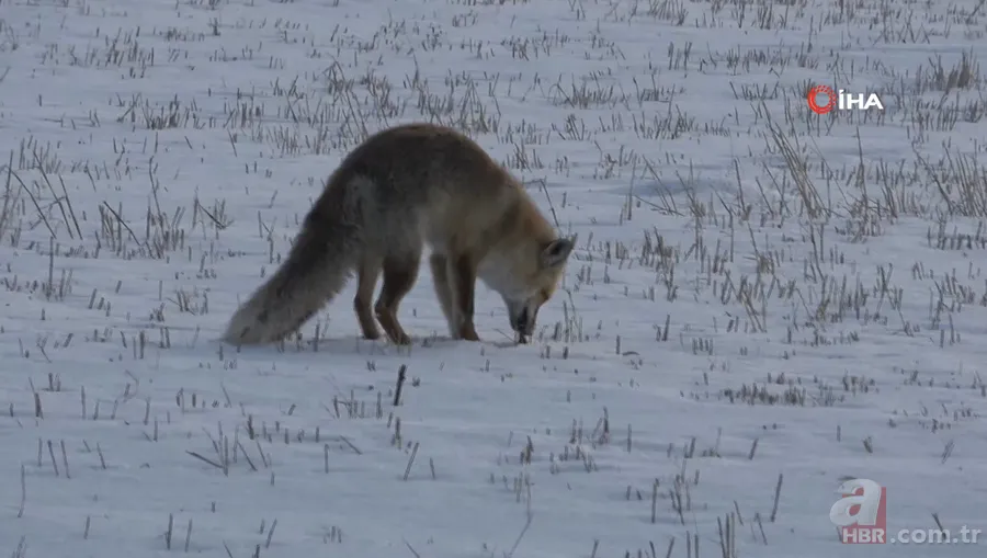 Karla kaplı arazide avlayıp böyle yedi! Vahşi doğa belgeselleri aratmayan görüntüler Türkiye’den 1