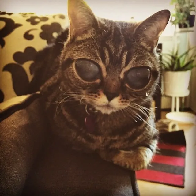 uzayli kedi matilda