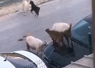 İstanbul’da şaşkına çeviren manzara! Keçiler arabanın kaputunda böyle tepindi