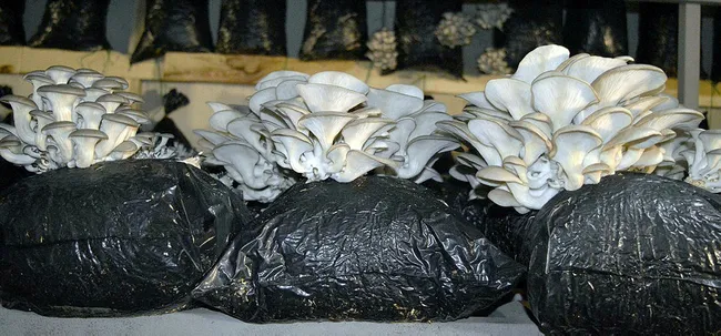 Ağrılı girişimci eşiyle eğitimini alıp mantar üretim tesisi kurdu! Hedef yılda 60 ton ürün elde etmek - 4
