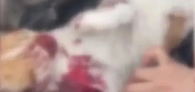 Osmangazi Belediyesi’nden hayvan katliamı: Çöp kamyonlarıyla taşıdılar