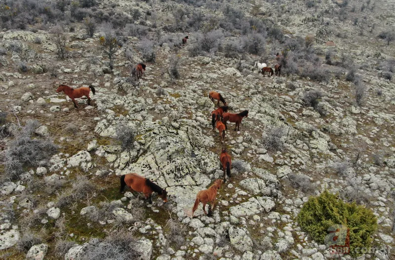 Murat Dağı'ndaki yılkı atlarının sayısı artıyor 10